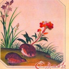 Scientific species drawings from Canton