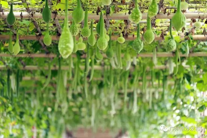 Agricultural tourism gives Nansha's Dawen village a boost