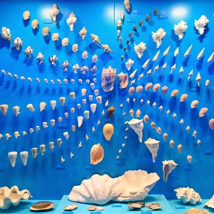 Museum in university opens to the public