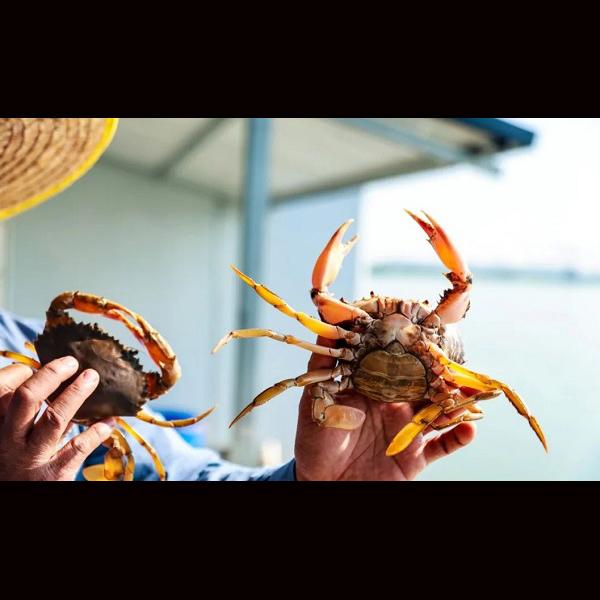 Nansha picks up award as home of Chinese butter crabs