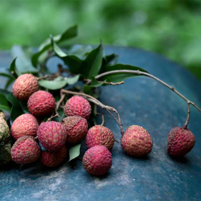 The sweet story of lychee in Guangzhou