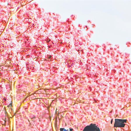 Purple trumpet flowers in full bloom in GZ