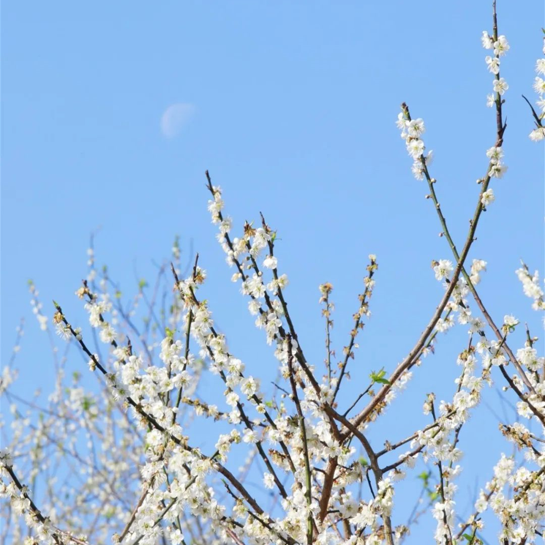 In Guangzhou, the plum trees are blooming