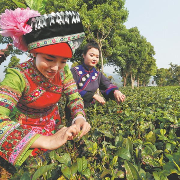 A thirst for tea culture