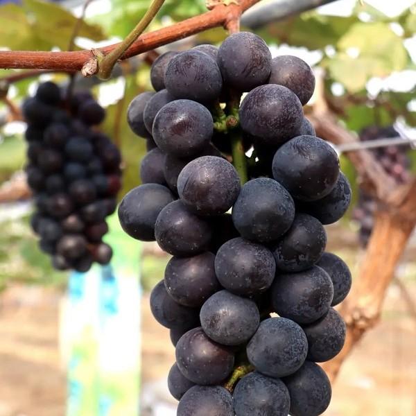 Delightful flavors await at Nansha's orchards