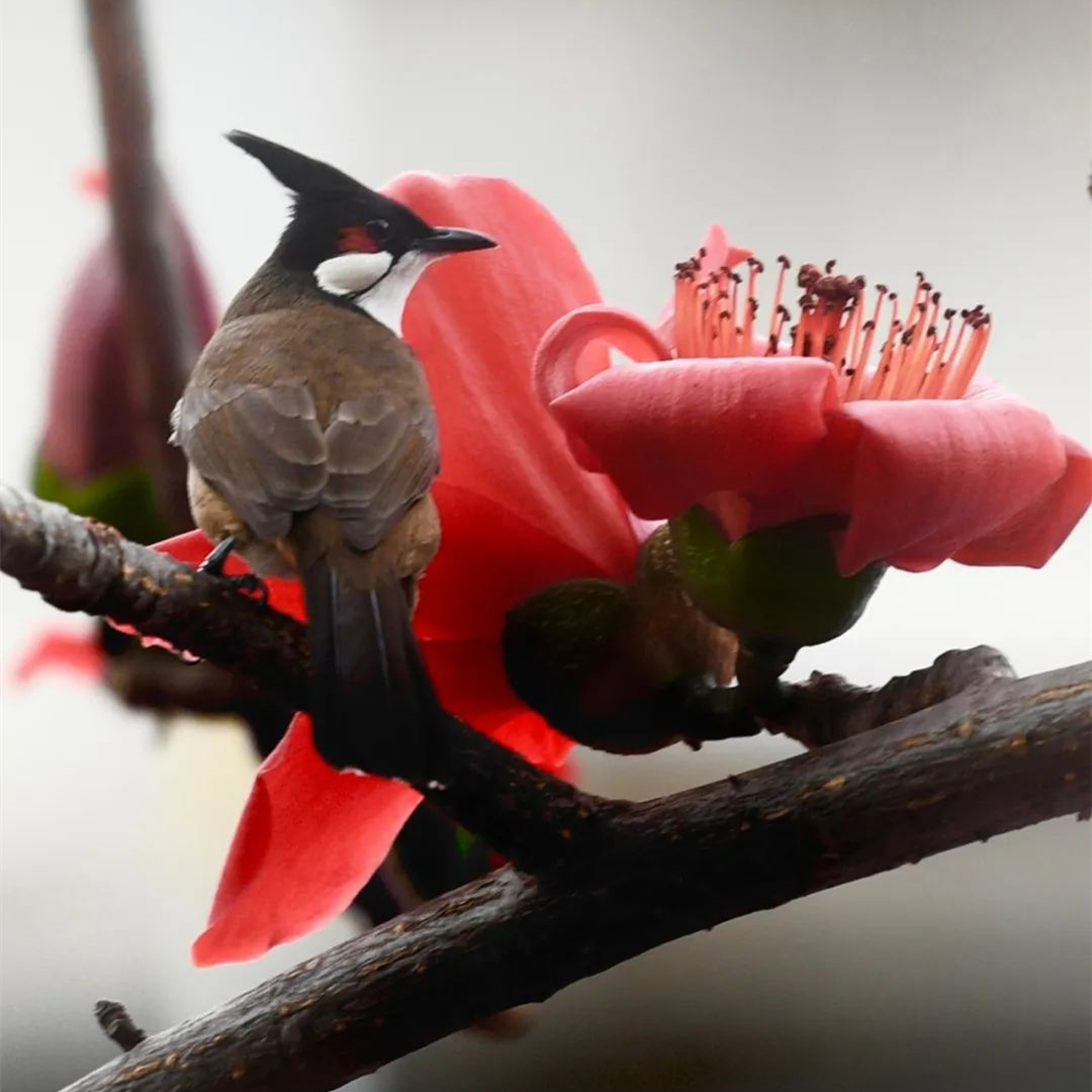 Kapok flowers signal a beautiful spring in Guangzhou