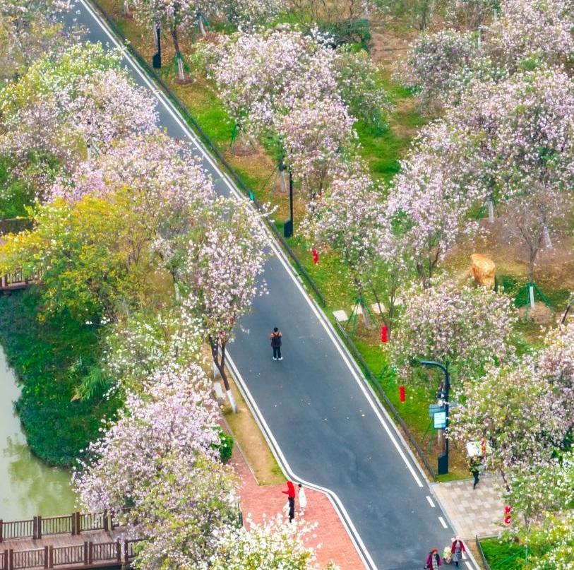 Haizhu Wetland, a place you shouldn't miss to enjoy sea of flowers