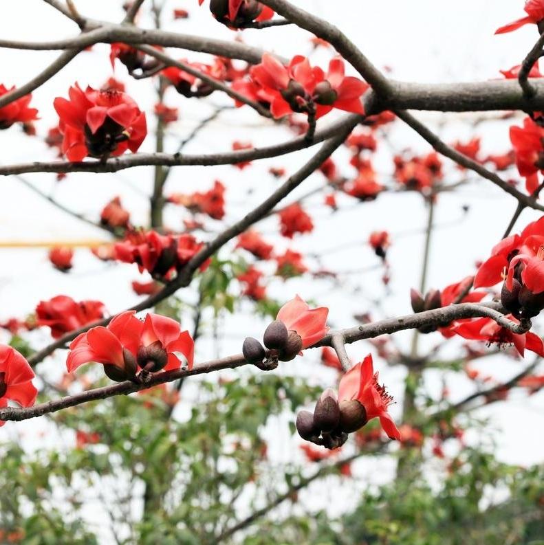 Flowers blossom in Guangzhou