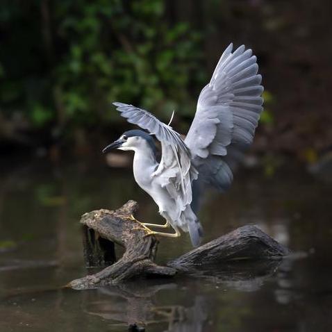 Guangzhou Zoo protects birds in the city