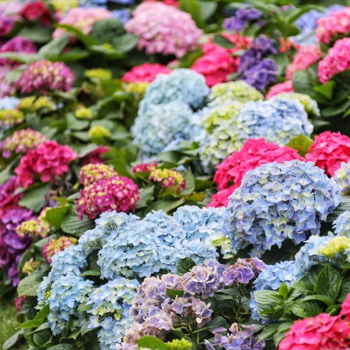 Stunning hydrangea flower exhibition held in Guangzhou