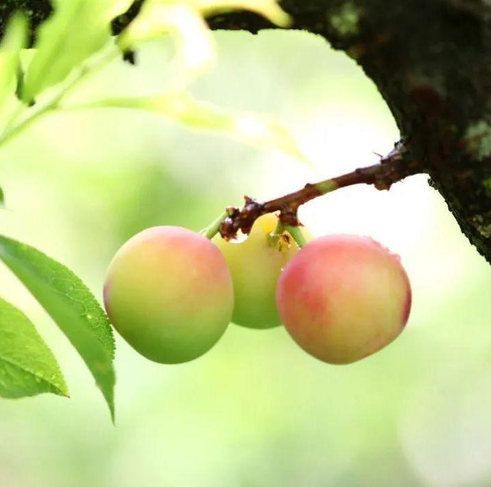 Guide to pick your favorite fruits in Guangzhou