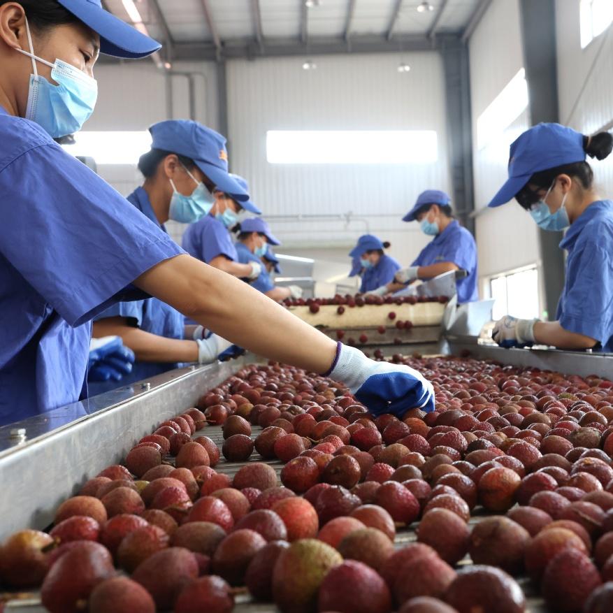 Tech breakthrough makes litchi available year-round
