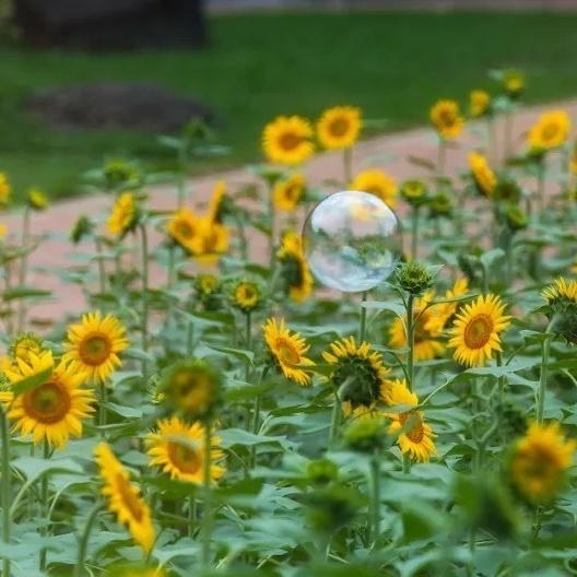 Sunflowers bloom brightly as summer comes