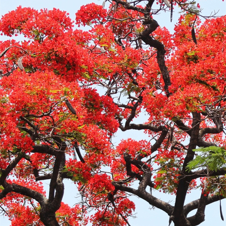 Phoenix flowers bloom at the Ancestral Hall of Family Zhou in Guangzhou
