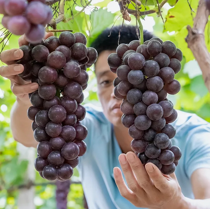 Season of grape comes to Baiyun of Guangzhou