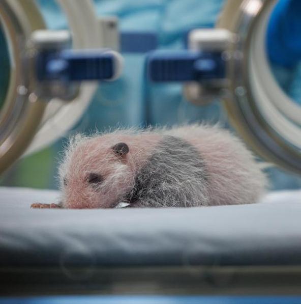 Giant panda Mengmeng gives birth in Guangzhou