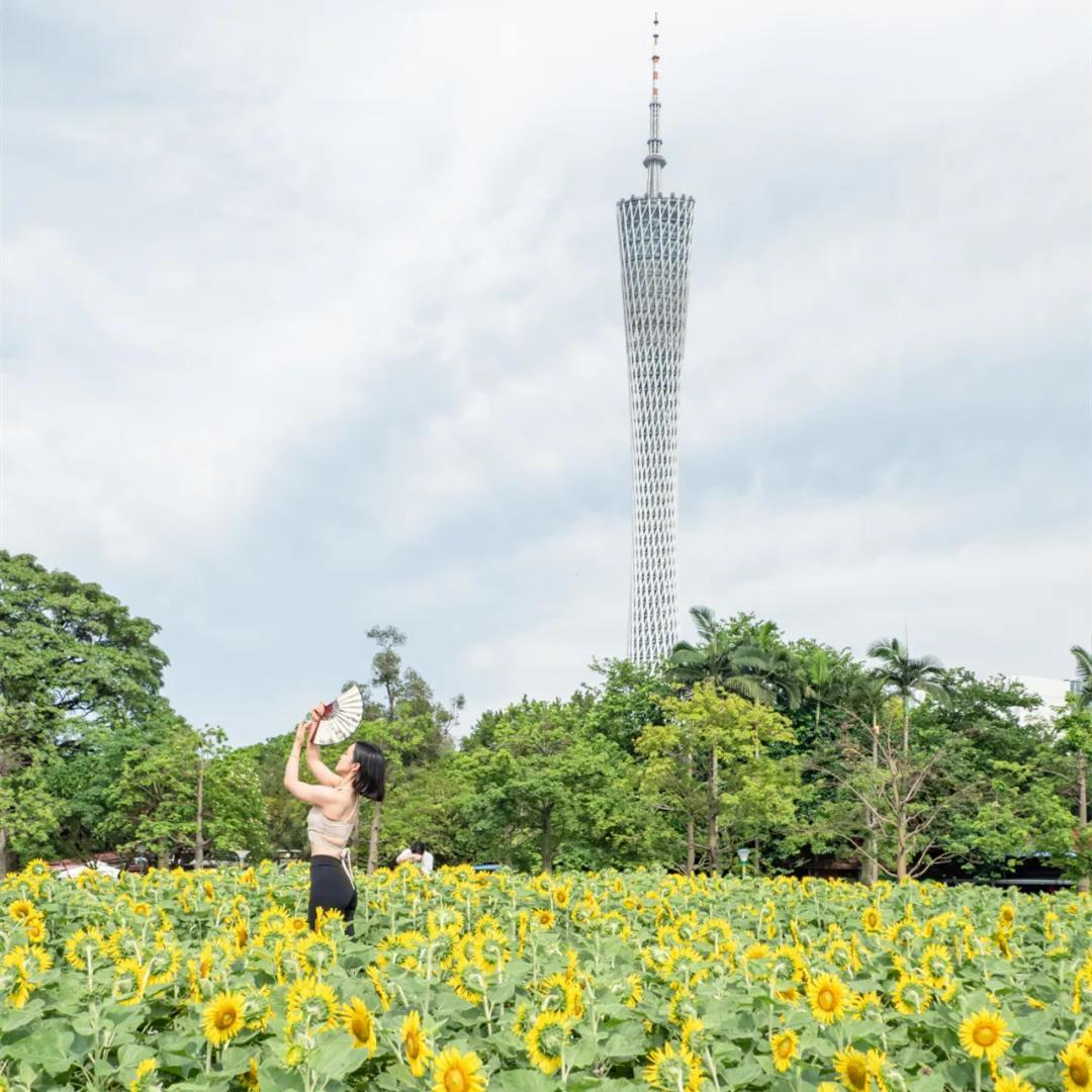 Visit-worthy spot in downtown Guangzhou for a sunflower field trip