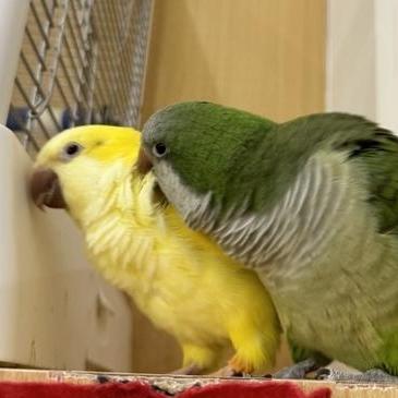 Enjoy jolly time in bird cafe in downtown Guangzhou