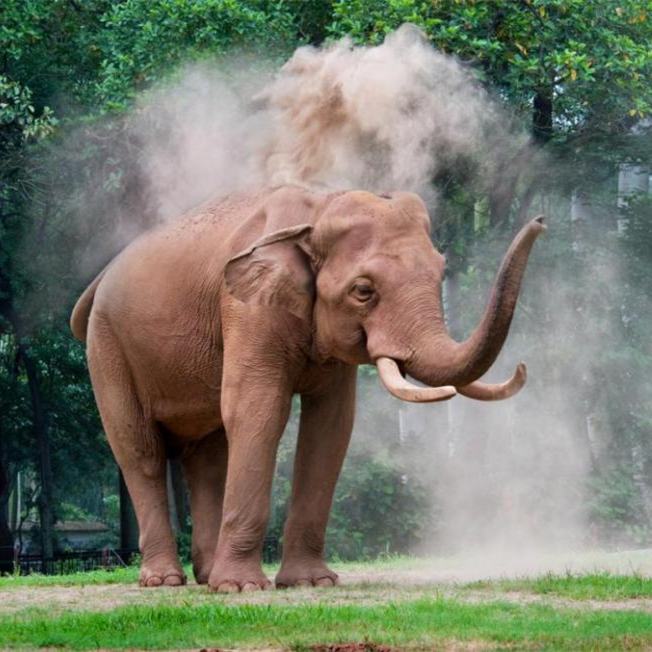 Guangzhou residents mourn iconic elephant