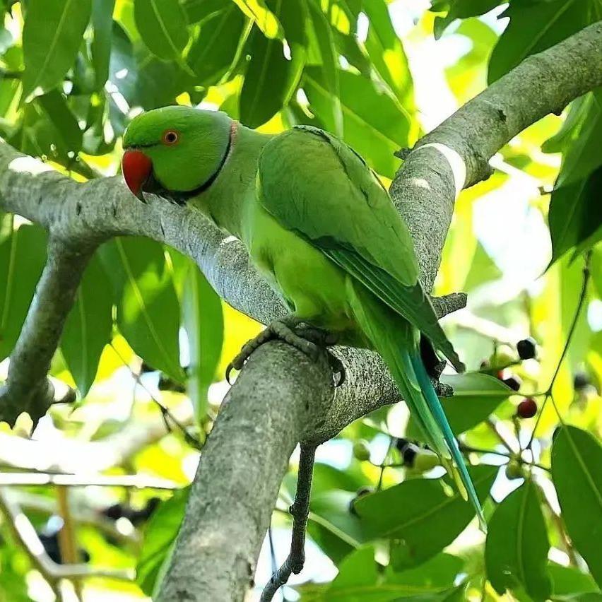 Two new bird species discovered in Haizhu Wetland