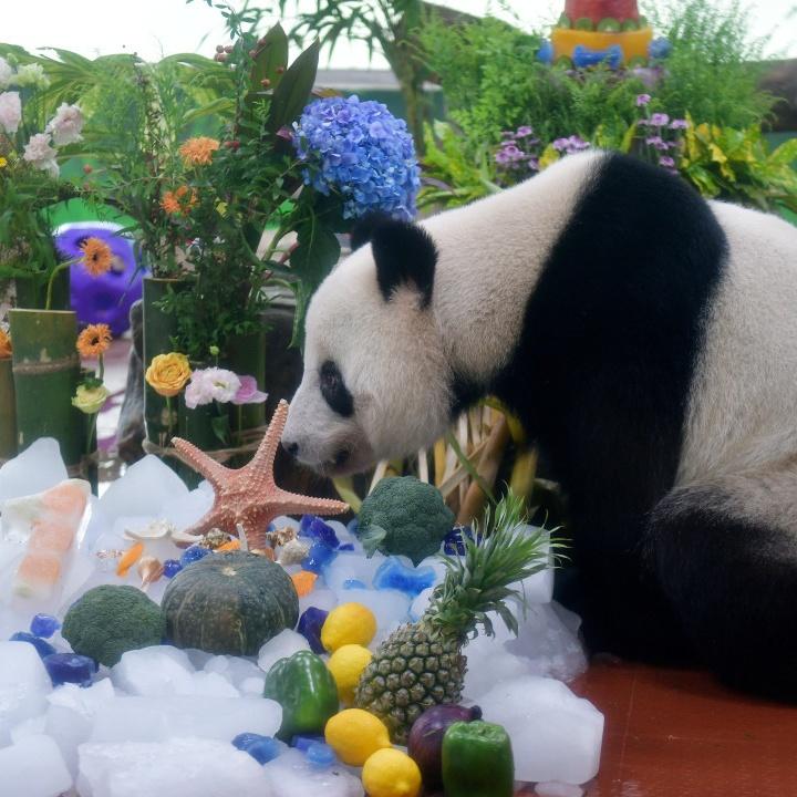 Guangzhou Zoo throws birthday party for 11-year-old giant panda siblings