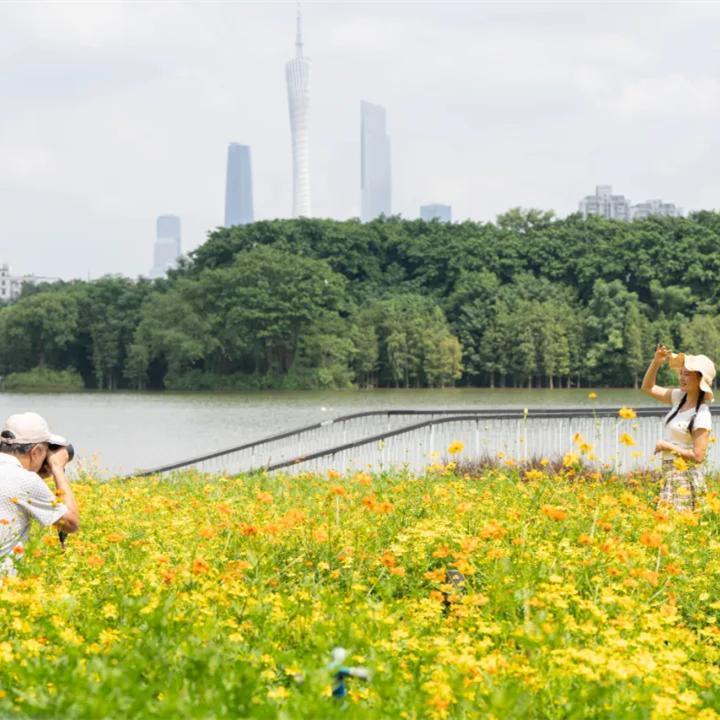 Colorful flowers in Guangzhou welcome the arrival of autumn
