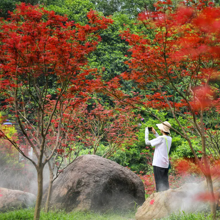 Best red maple season comes at Maofeng Mountain