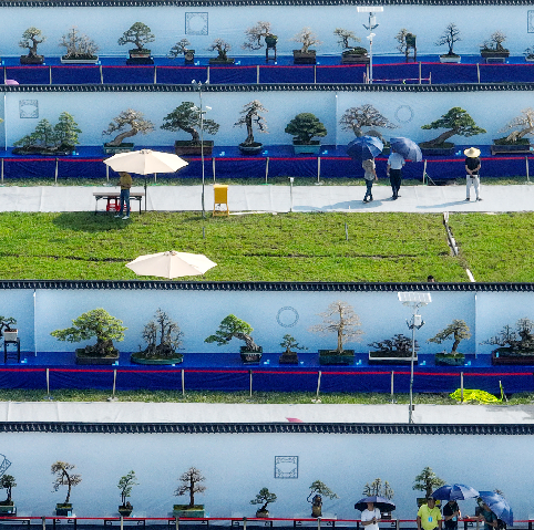 Guangzhou's Nansha hosts bonsai art and culture festival till October 4