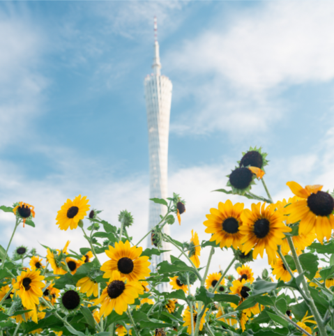 Spots to admire colorful flowers in Guangzhou this autumn