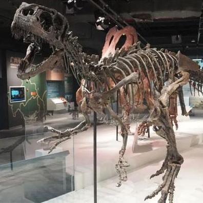 Tianhe museum makes dinosaur research breakthrough