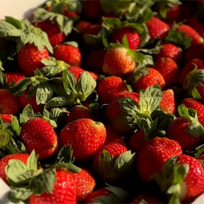 Strawberry harvest season arrives in Longgui Street