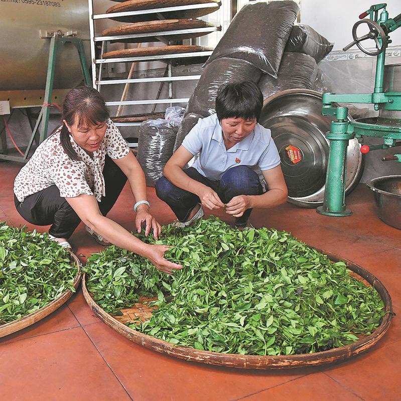 Chinese dark tea steeps its way to popularity along Maritime Silk Road