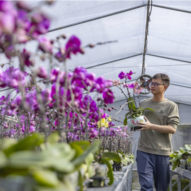 Flower industry blossoms during Spring Festival holiday