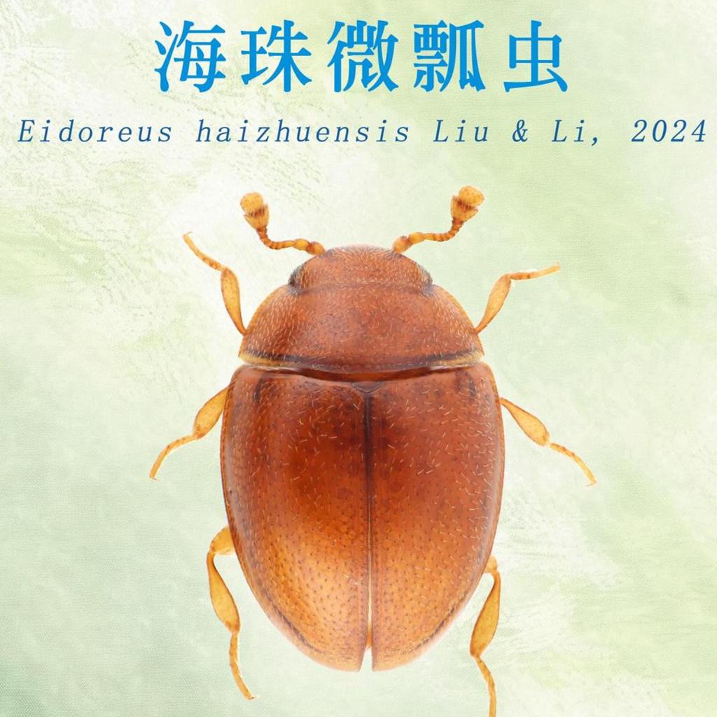 New insect species found in South China urban wetland