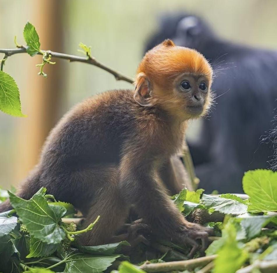 Rare Francois' langur newborn makes its first debut to visitors in Guangzhou