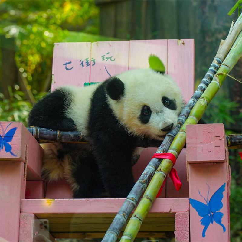 Cantonese housewarming for young giant panda at Chimelong Park