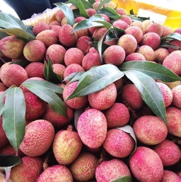 Guangzhou's early-ripening lychees sell over 100 tons daily