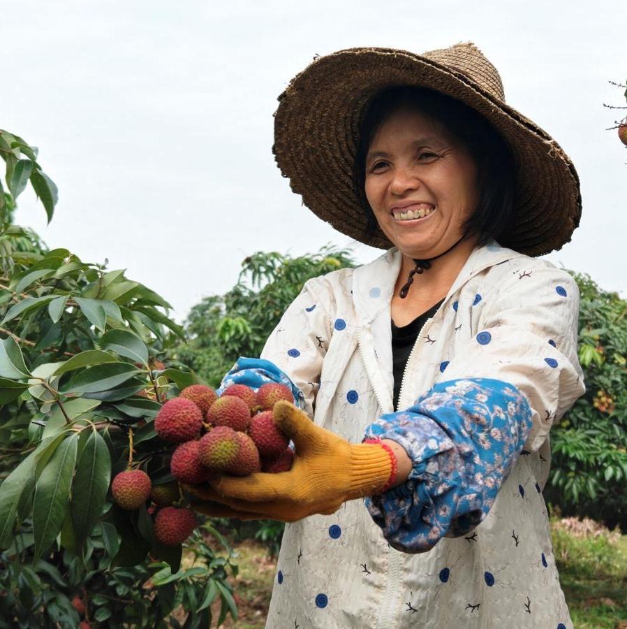 Guangdong launches fast-track lychee distribution system