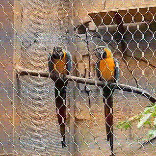 @Bird lovers: Guangzhou Zoo's newly upgraded bird zone now open!