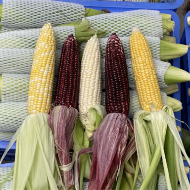 Baiyun ushers in harvest season