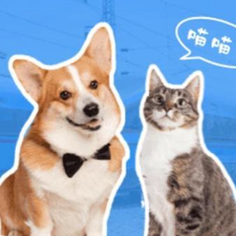 China's rail network to allow pets on more high-speed trains